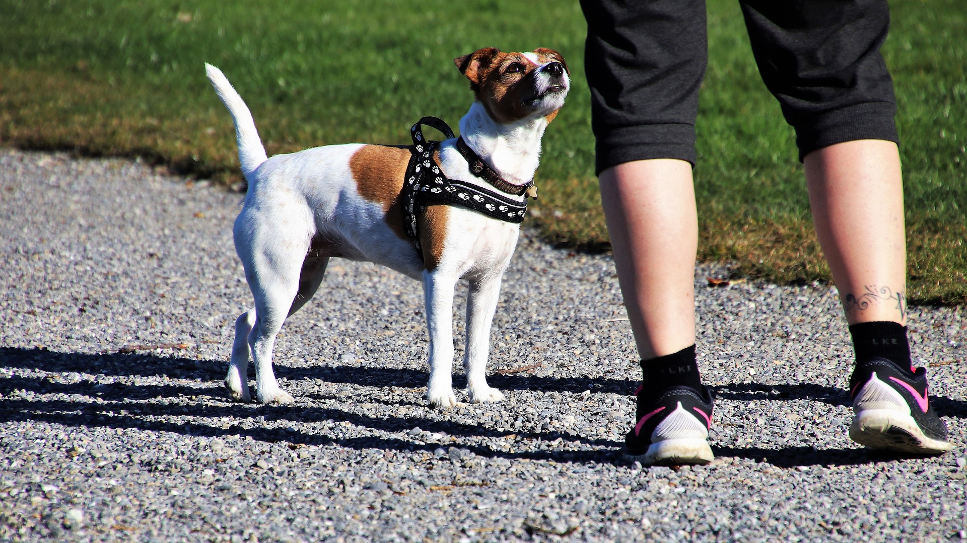 dog-3297240_1920